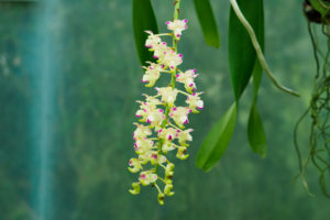 温室の花