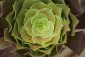 温室の花