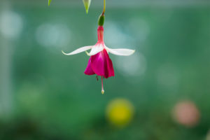 温室の花