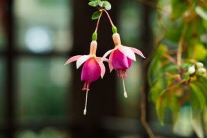 温室の花