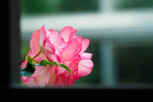 温室の花