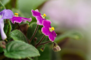 温室の花
