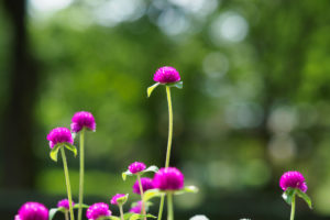 季節の花の写真