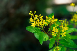 季節の花の写真