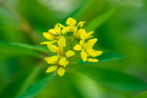 季節の花の写真