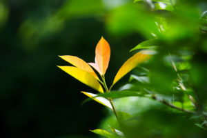 季節の花の写真