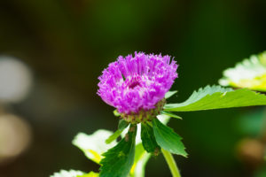 季節の花の写真