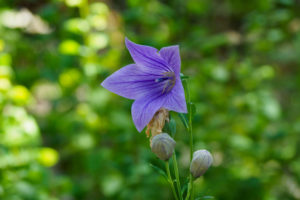 季節の花の写真