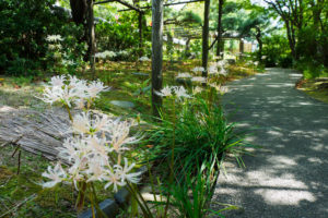 彼岸花の写真
