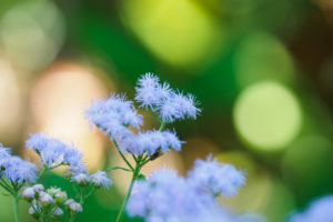 季節の花の写真
