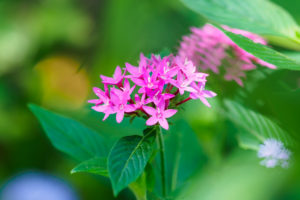 季節の花の写真