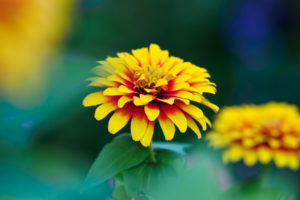 季節の花の写真