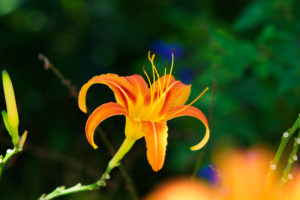季節の花の写真