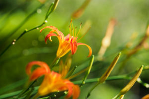 季節の花の写真