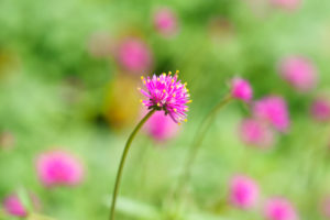 季節の花の写真