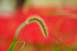 季節の花の写真