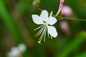 季節の花の写真