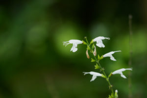 季節の花の写真