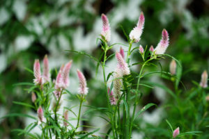 ケイトウの写真