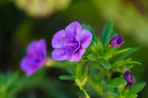 季節の花の写真