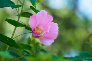 季節の花の写真