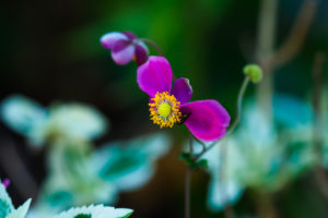 季節の花の写真