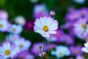 コスモスの写真