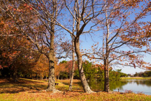 公園の写真