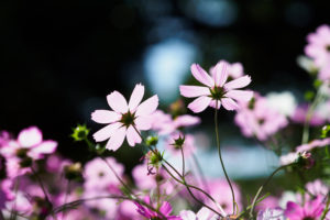 コスモスの写真