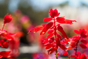 季節の花の写真