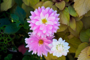 季節の花の写真