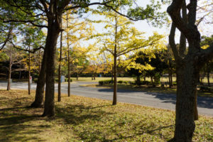 紅葉の写真