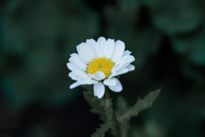 季節の花の写真
