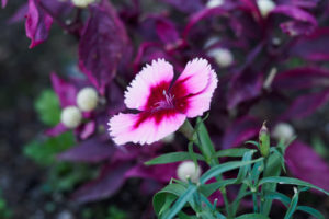 季節の花の写真