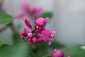 季節の花の写真