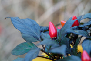 季節の花の写真