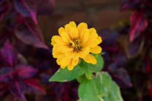 季節の花の写真
