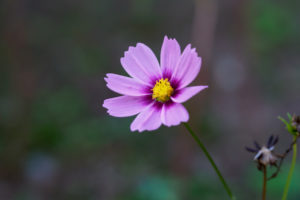季節の花の写真