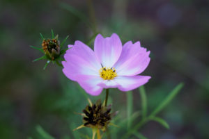 季節の花の写真