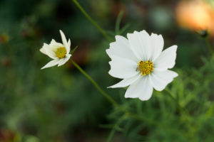 季節の花の写真