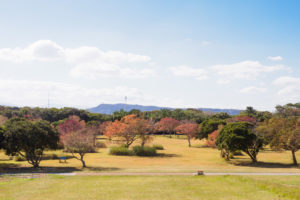 紅葉の写真