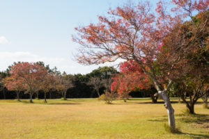 紅葉の写真
