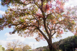 紅葉の写真