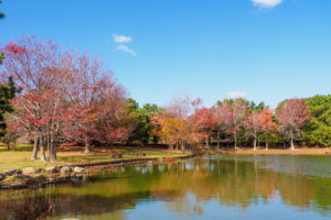 紅葉の写真