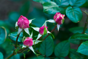 公園の写真