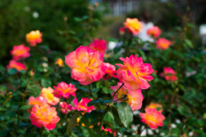 公園の写真