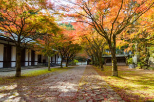 紅葉の写真