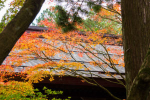 紅葉の写真