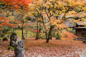 紅葉の写真