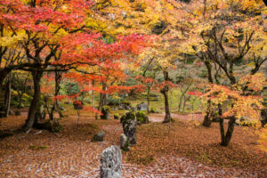 紅葉の写真